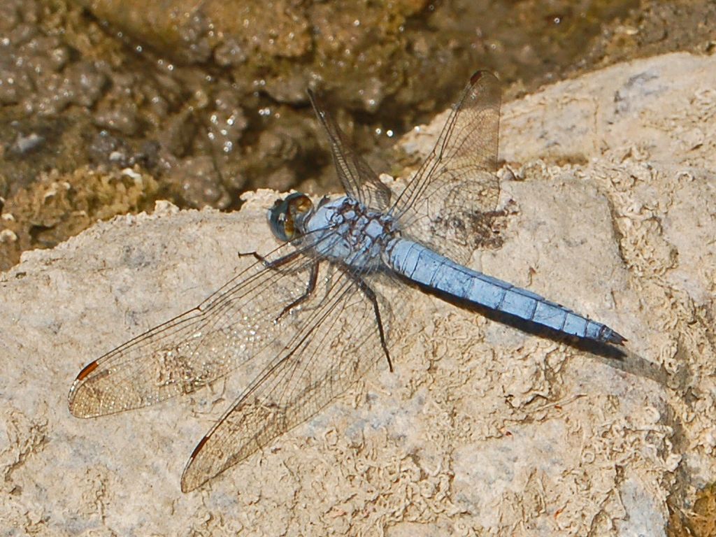 Orthetrum brunneum?